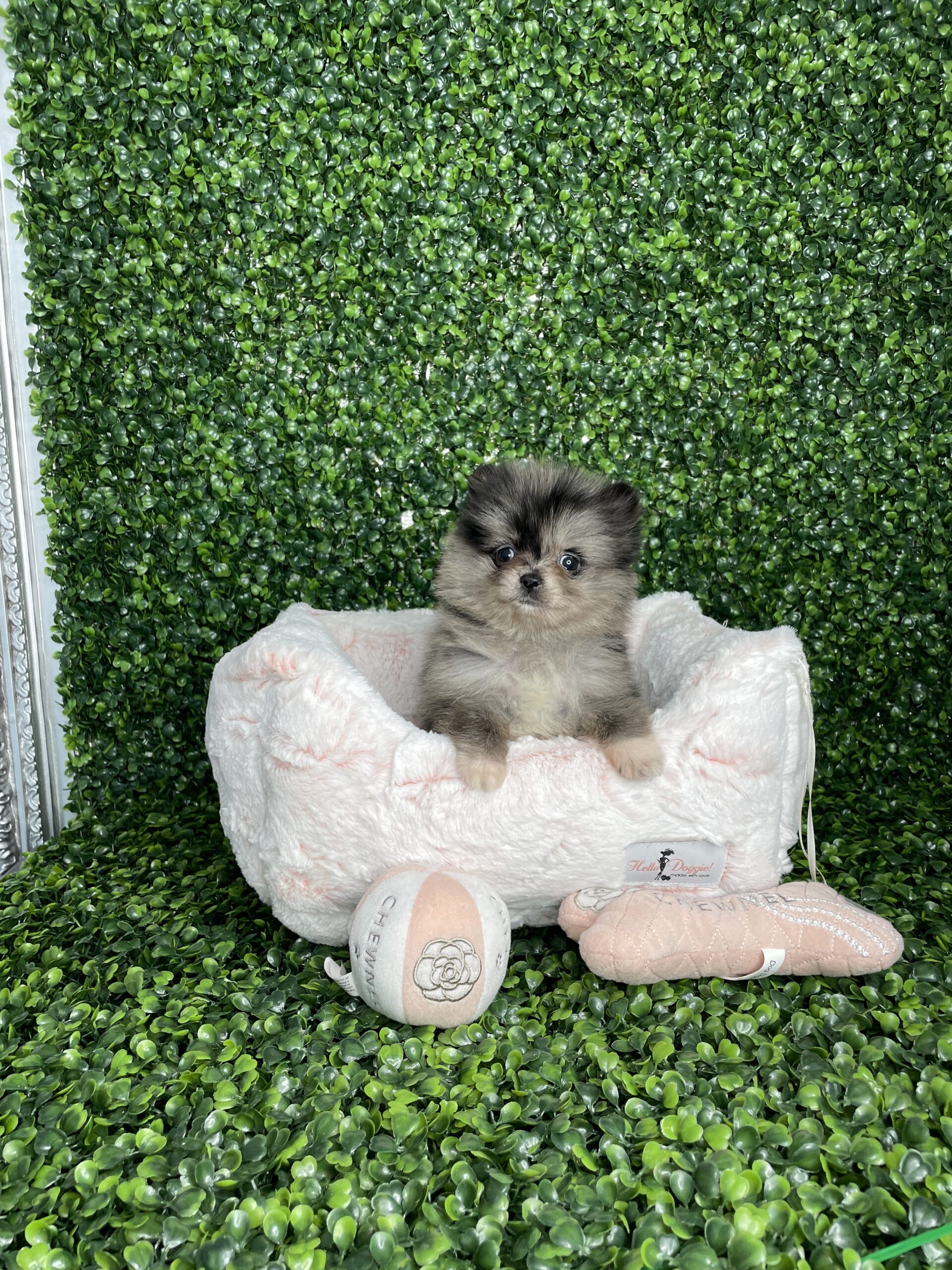 Valentina Tiny Blue Merle Teacup Pomeranian Puppy For Sale