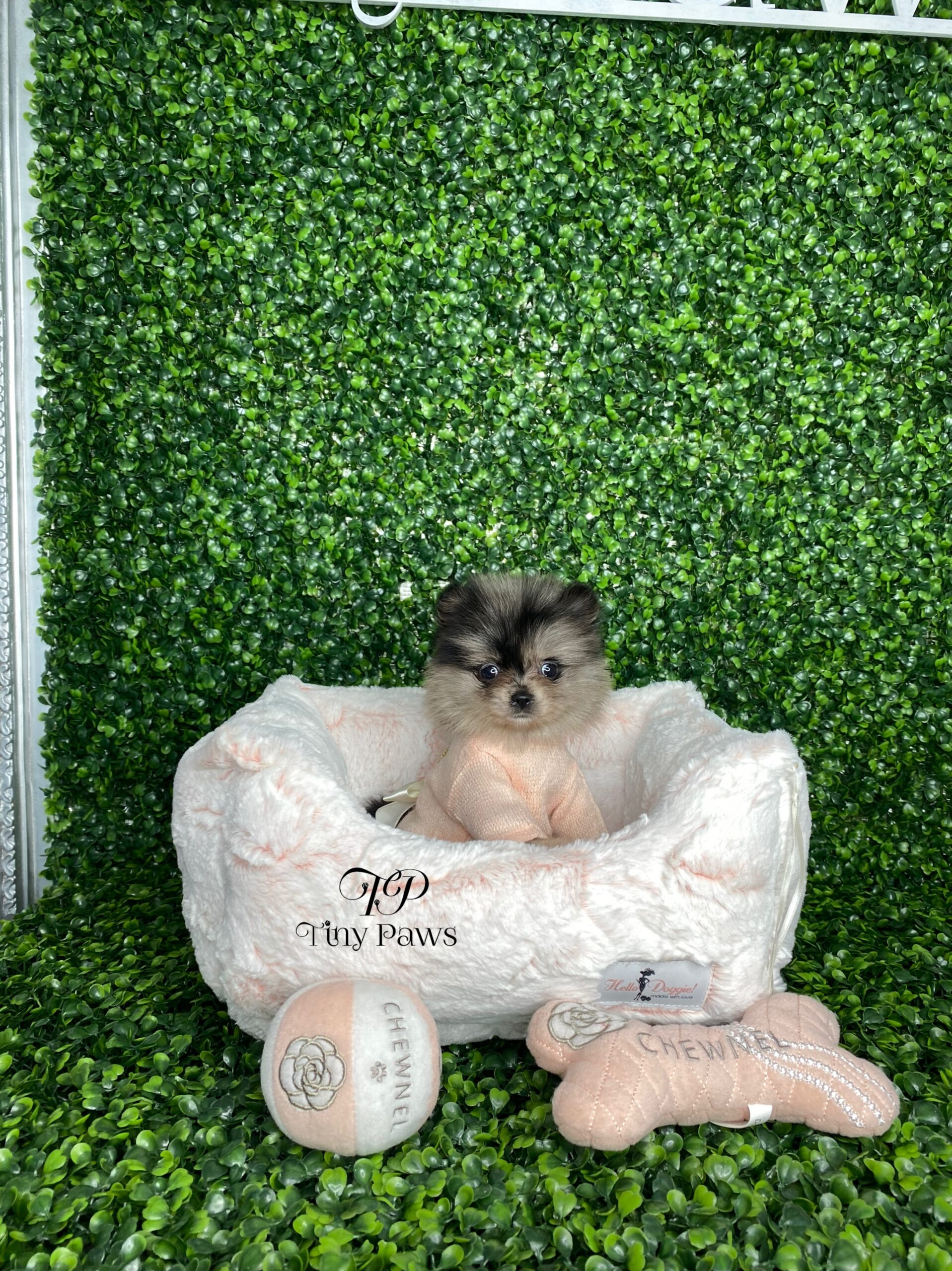Valentina Tiny Blue Merle Teacup Pomeranian Puppy For Sale