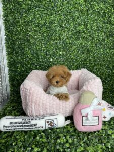 Tiny Teacup Red Poodle Puppy For Sale