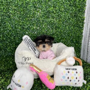 Tiny Teacup Morkie Puppy For Sale