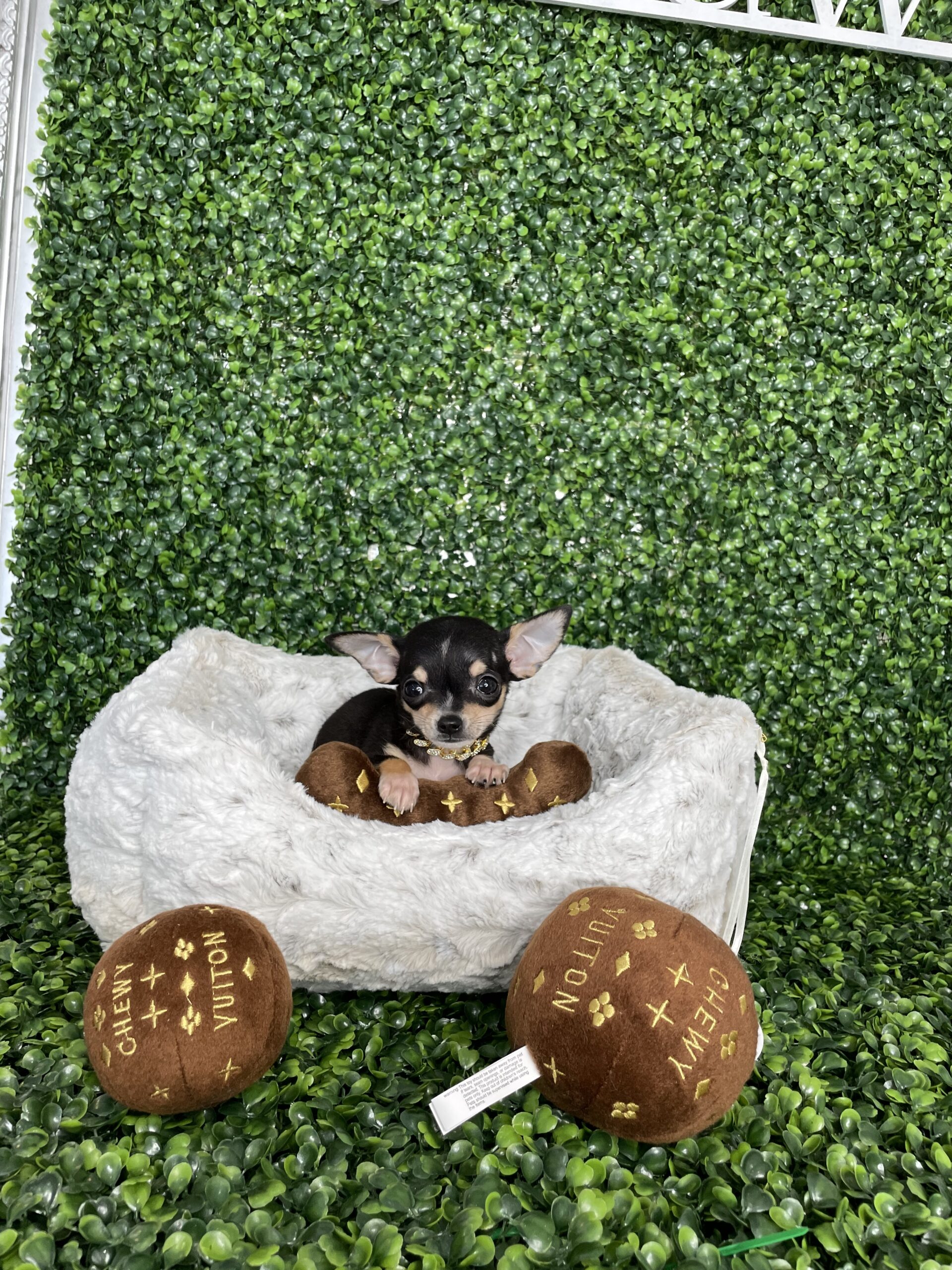 Tiny Teacup Applehead Chihuahua Puppy For Sale