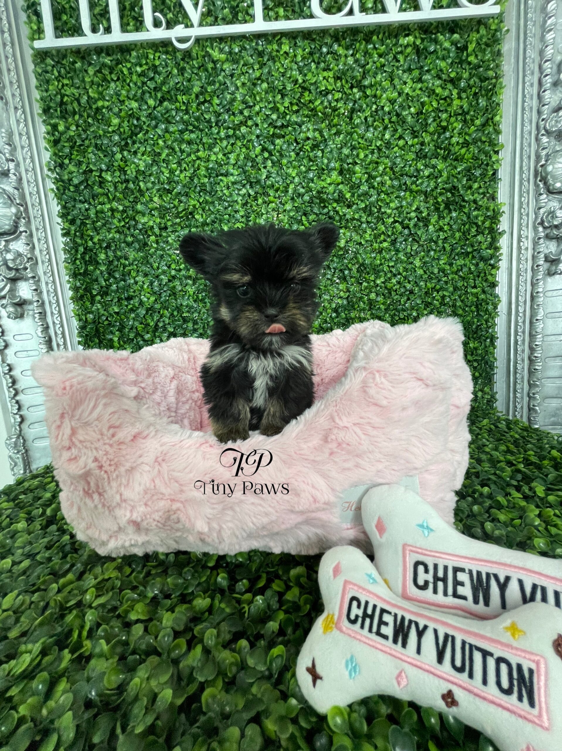 Teacup Morkie Puppy For Sale