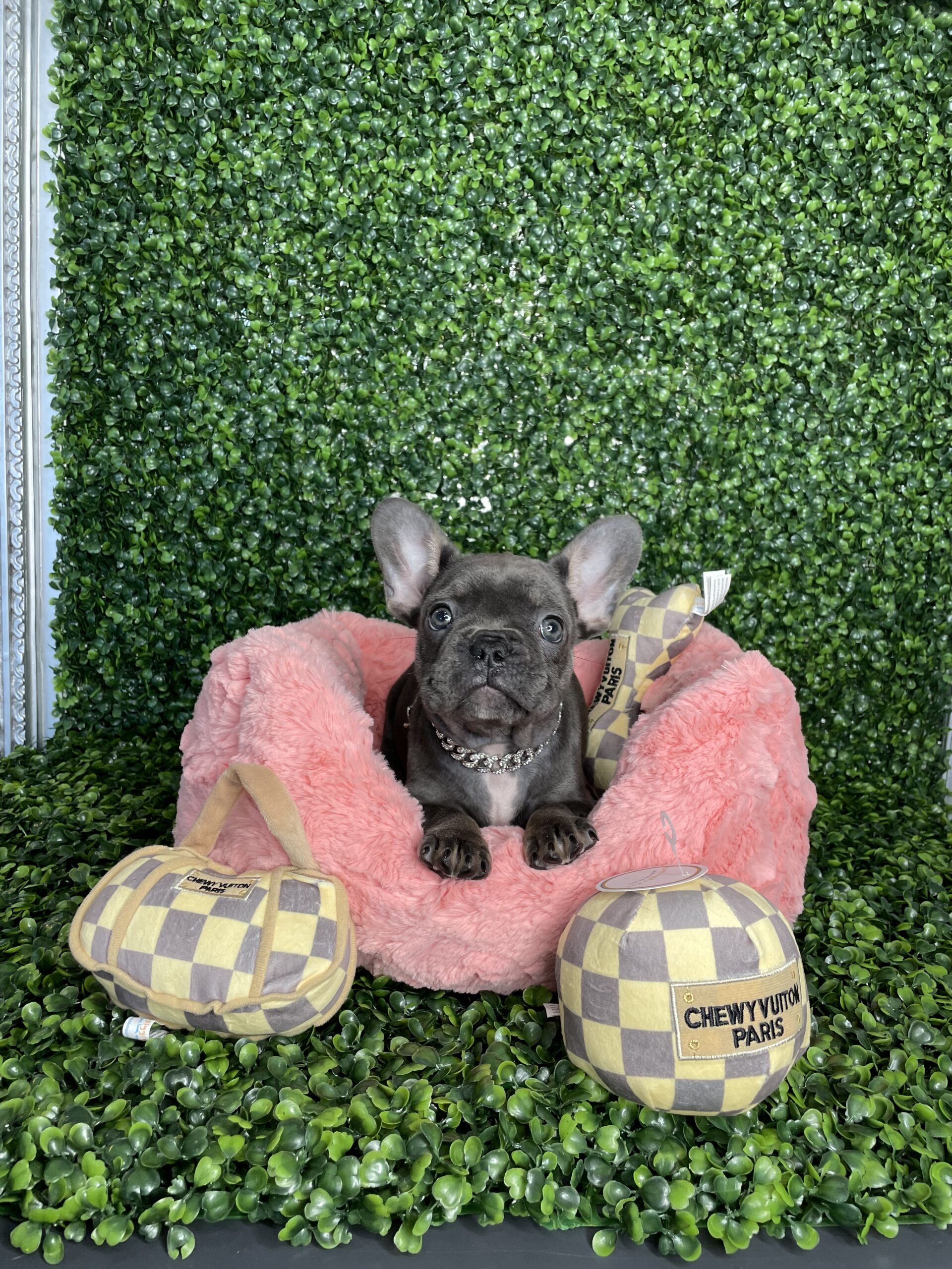 Stunning Blue French Bulldog Puppy For Sale