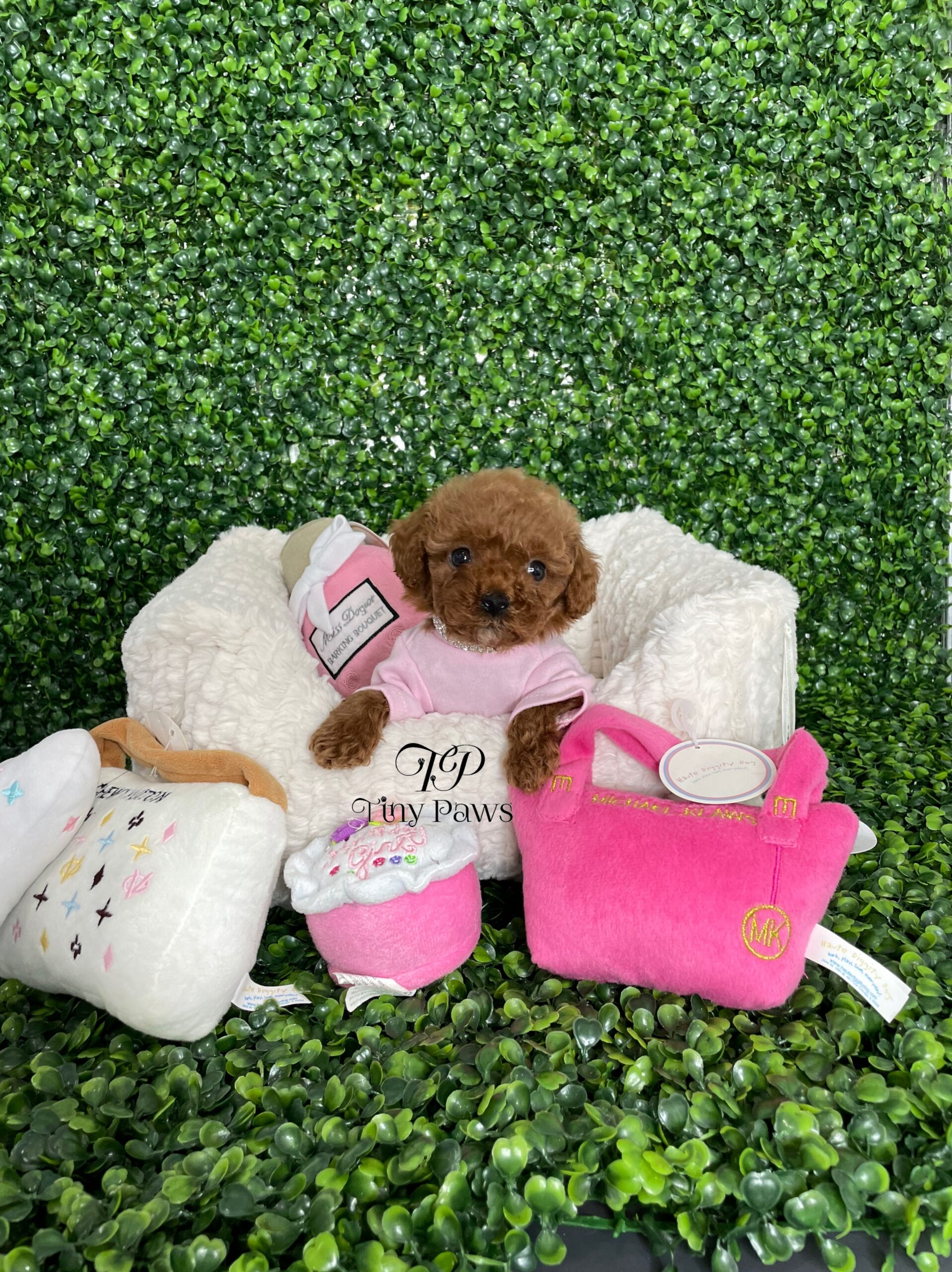Tiny Teacup Poodle Puppy For Sale