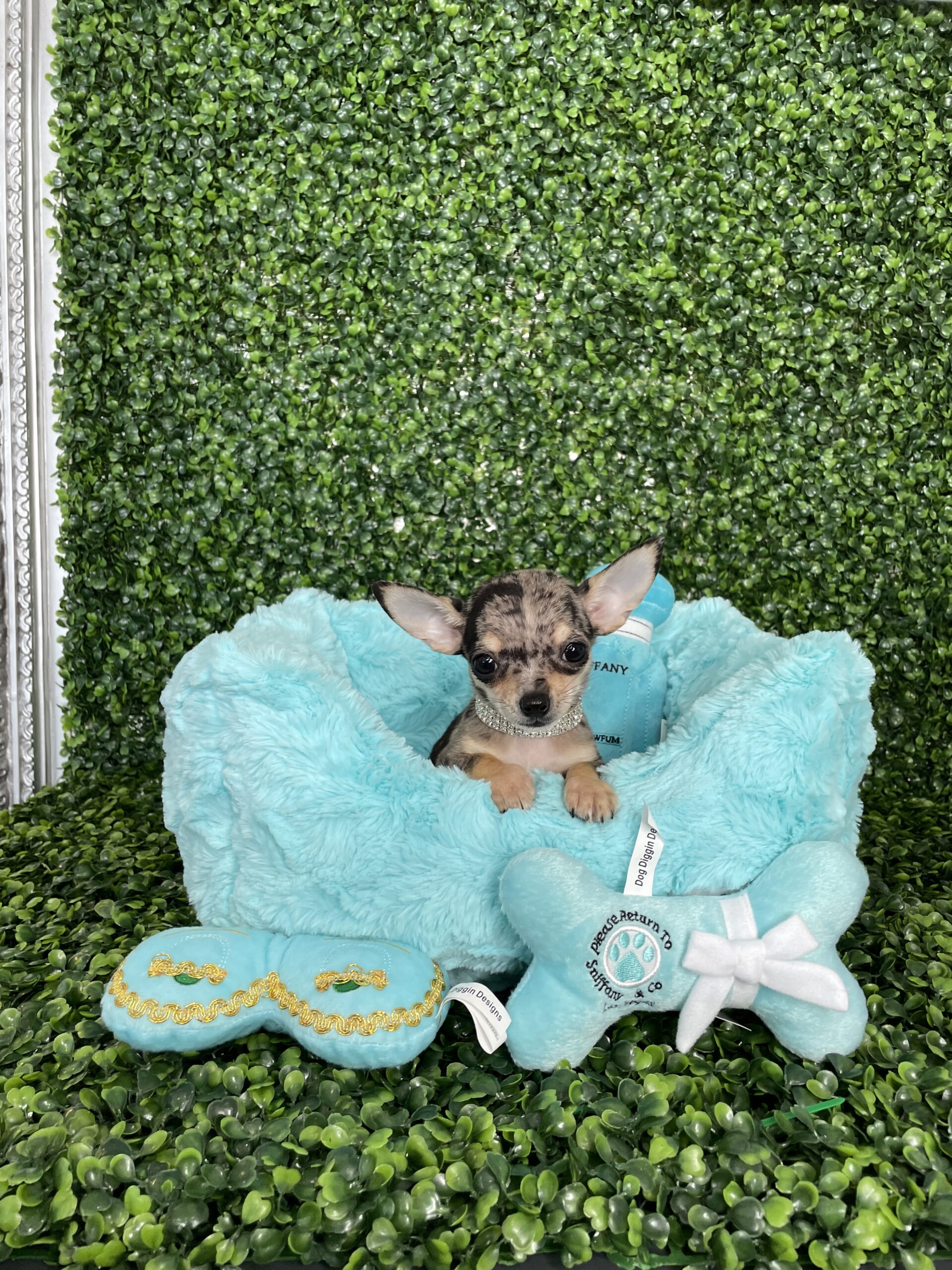 Tiny Blue Merle Teacup Applehead Chihuahua Puppy For Sale