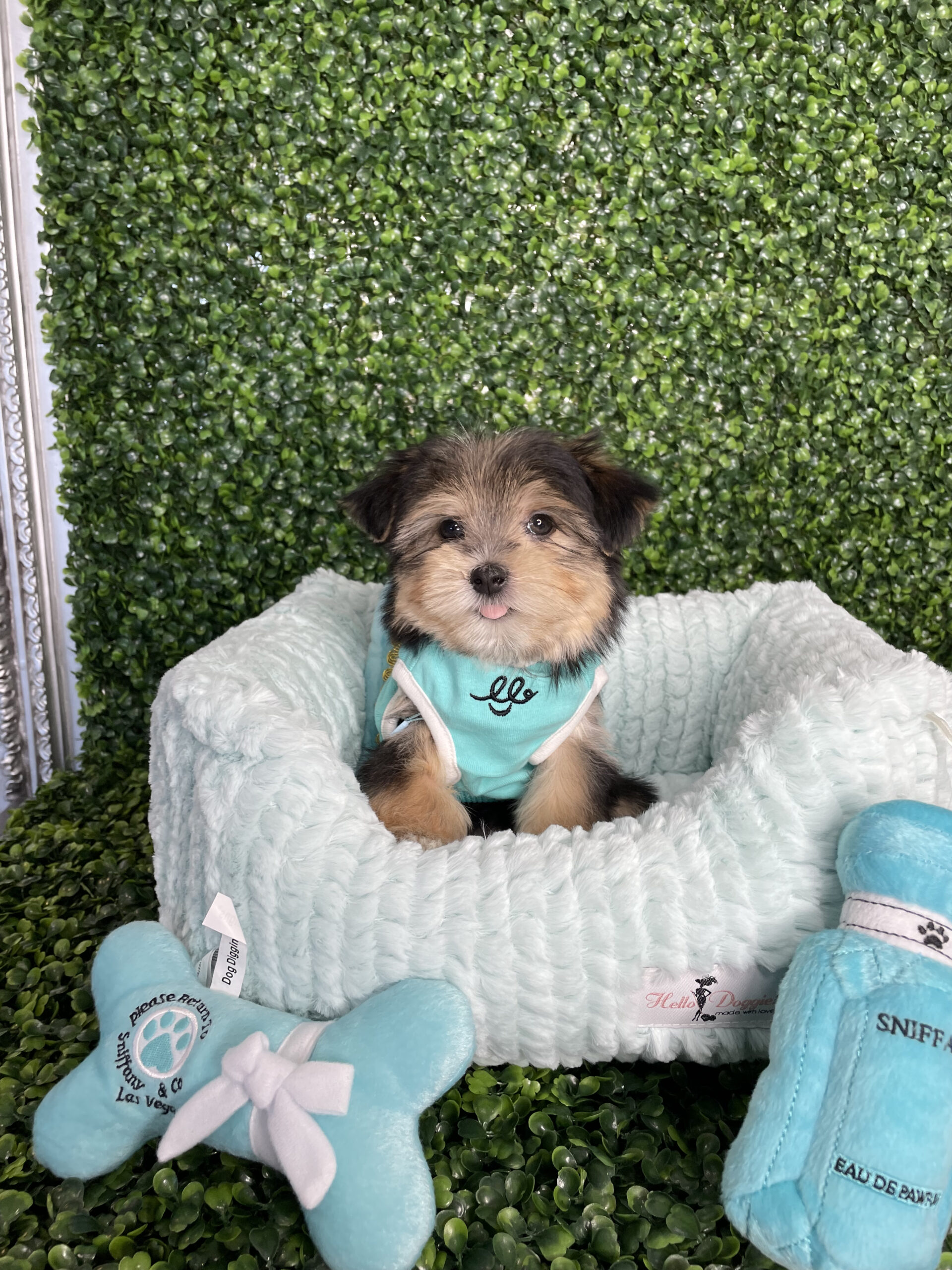 Toy Morkie Puppy For Sale