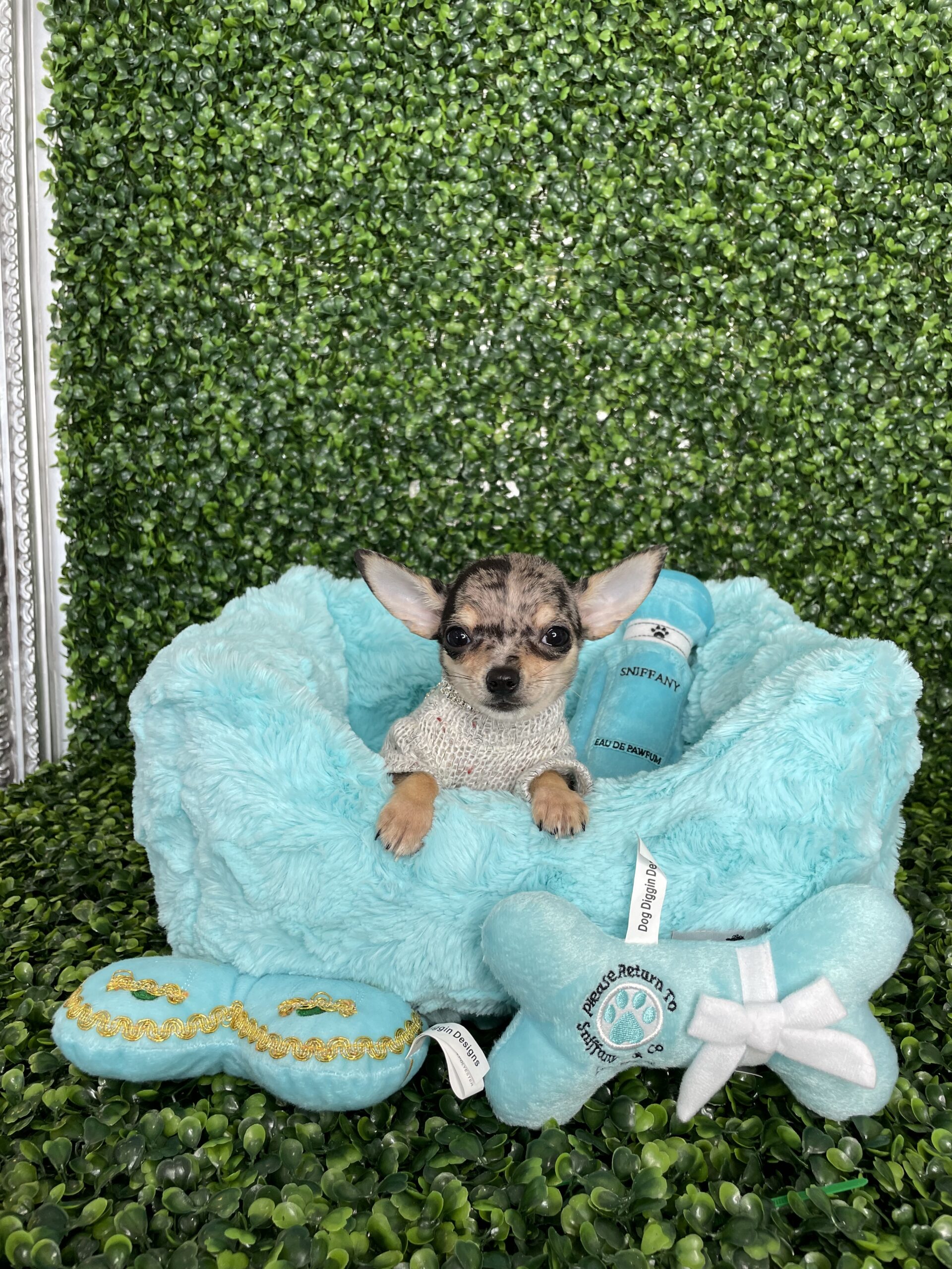 Tiny Blue Merle Teacup Applehead Chihuahua Puppy For Sale