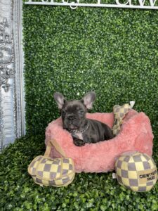 Stunning Blue French Bulldog Puppy For Sale