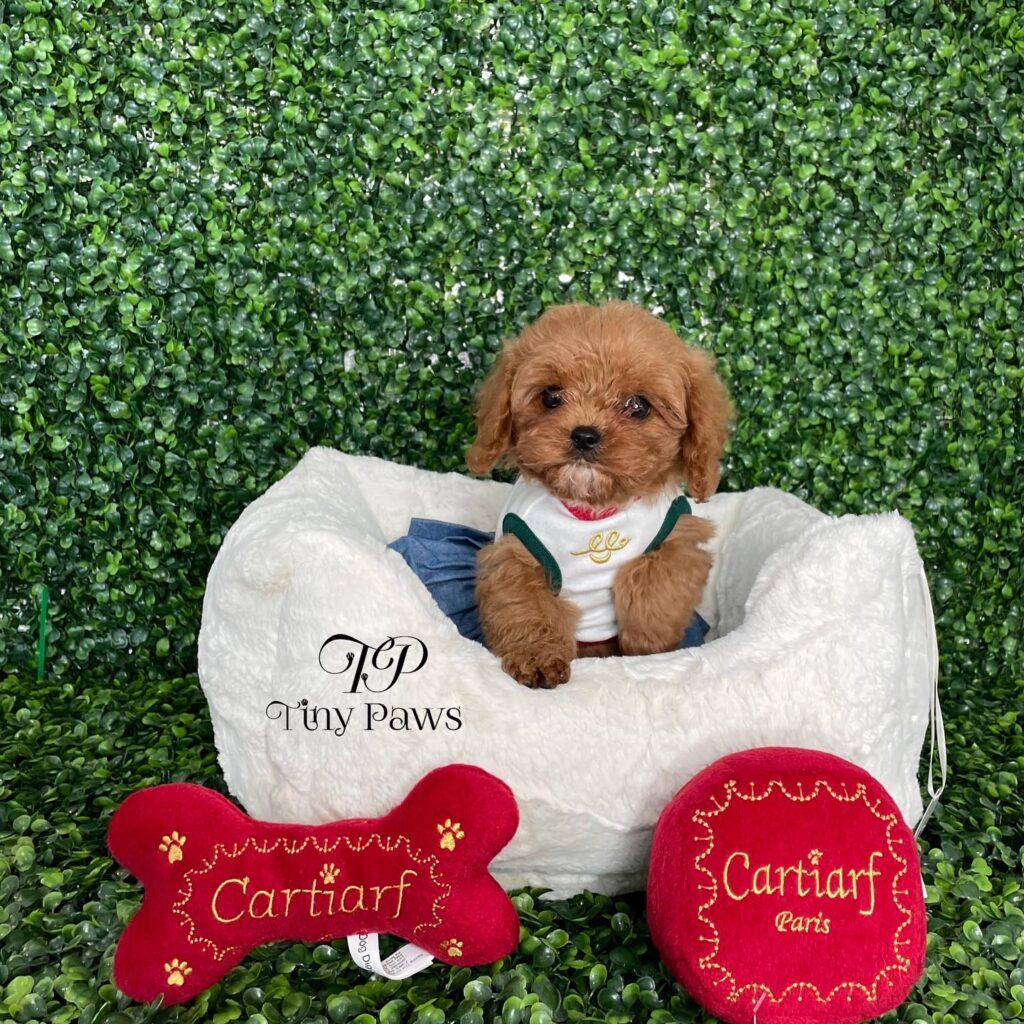 Annie Tiny Red Cavapoo Puppy For Sale