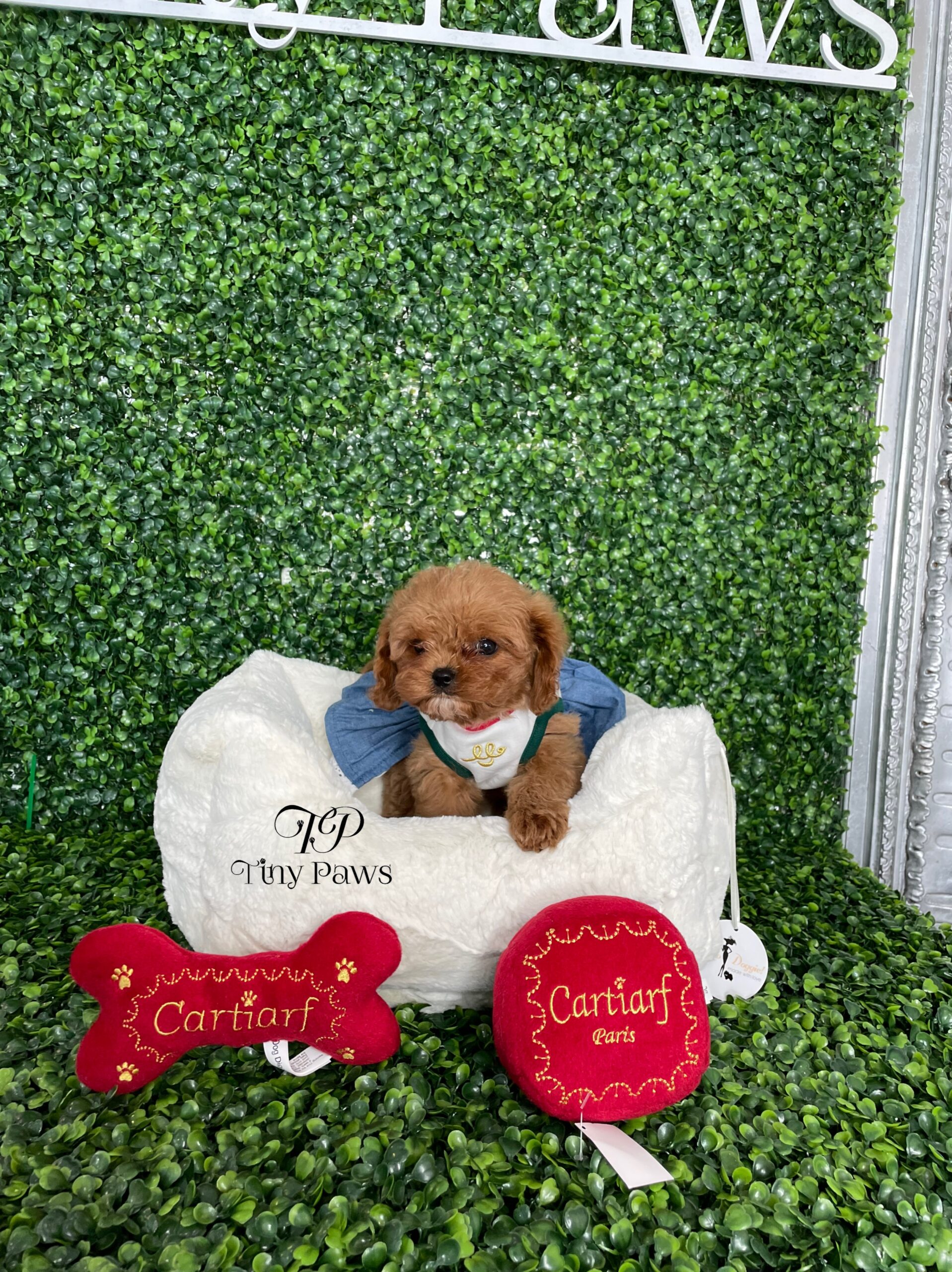 Annie Tiny Red Cavapoo Puppy For Sale