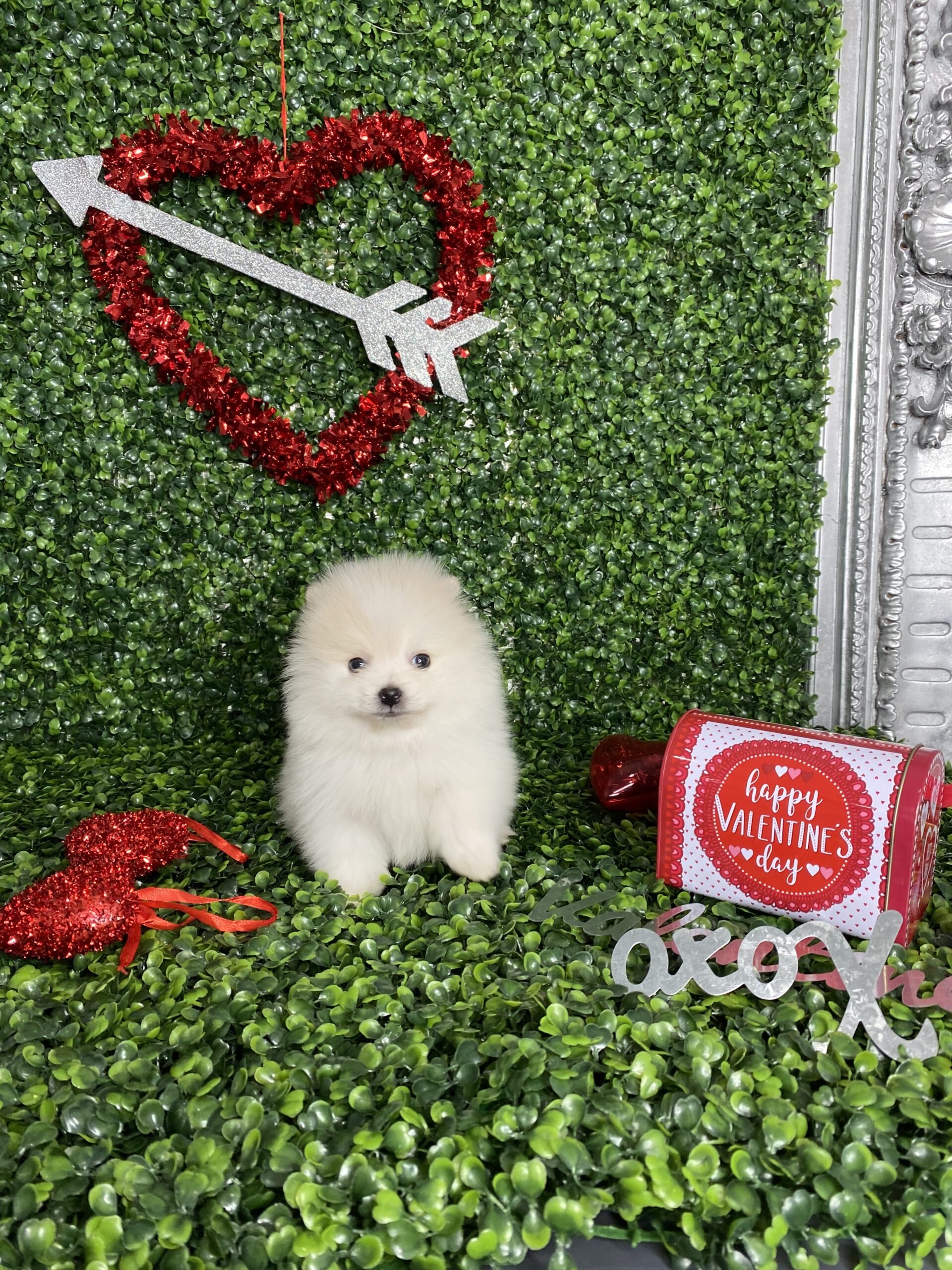 oby Gorgeous White Pomeranian Puppy For Sale