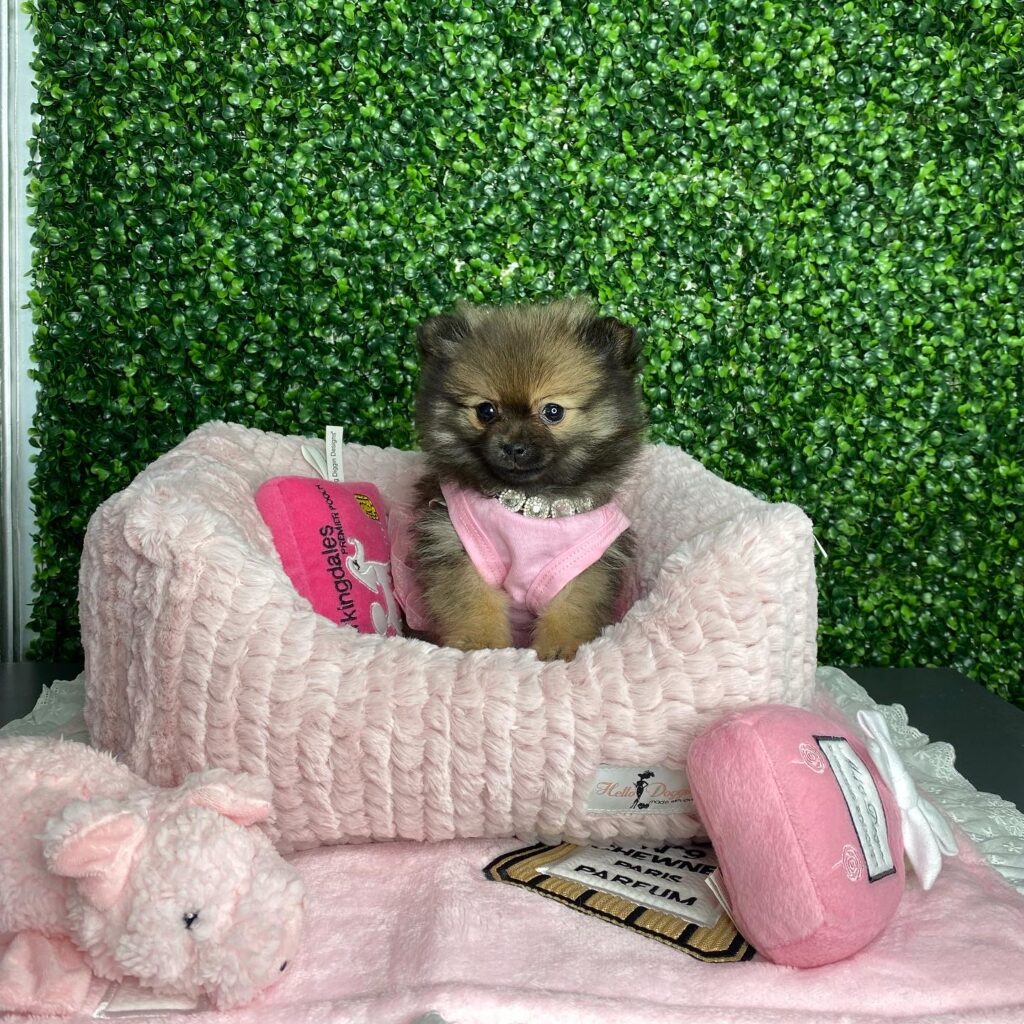 Mocha Tiny Teacup Pomeranian Puppy For Sale Tiny Paws
