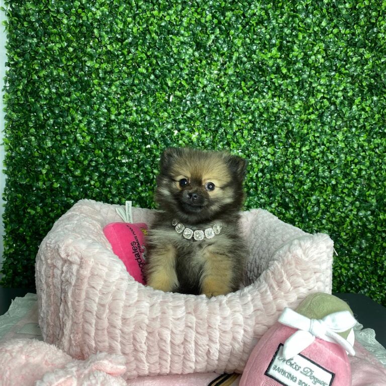 Mocha Tiny Teacup Pomeranian Puppy For Sale