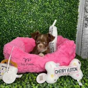 Daisy Teacup Long Coat Chihuahua Puppy For Sale