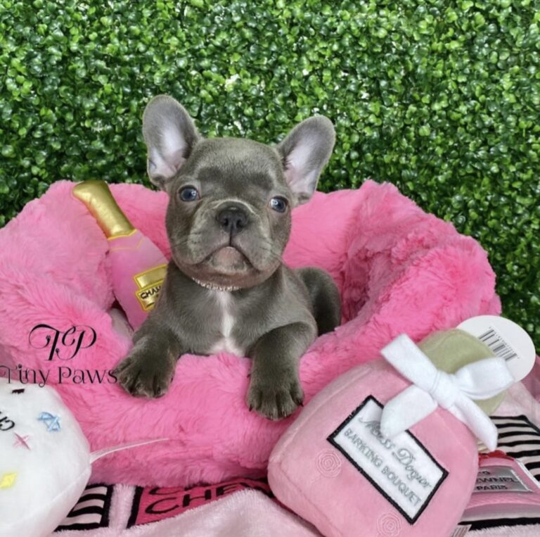 Mini Lilac Frenchie Puppy For Sale - Tiny Paws