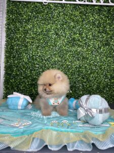 Stunning Teddybear Pomeranian Puppy For Sale