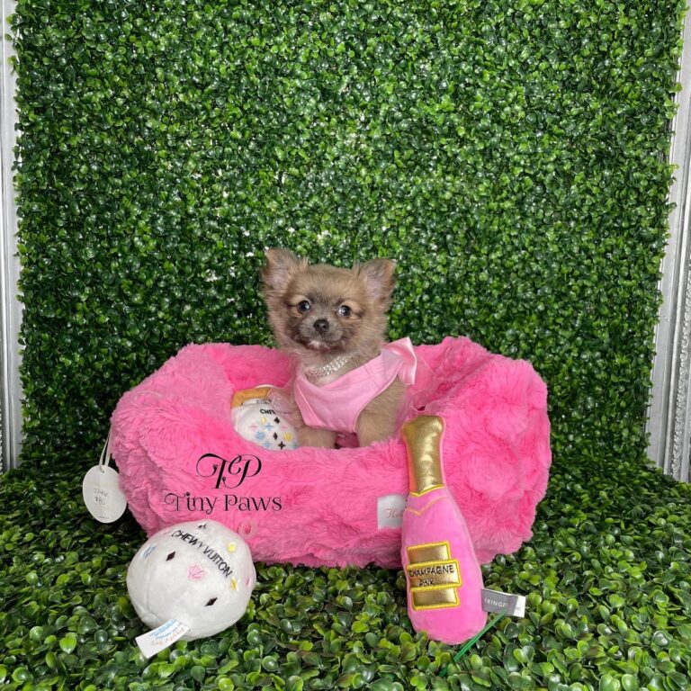 Luna Blue Fawn Long Coat Chihuahua Puppy For Sale