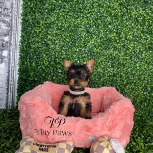 Teacup Yorkie  Puppy For Sale