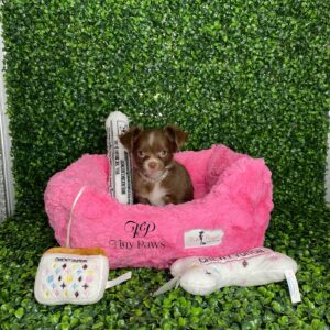 Daisy Teacup Long Coat Chihuahua Puppy For Sale