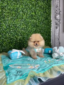 Stunning Teddybear Pomeranian Puppy For Sale