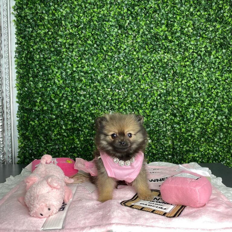 Mocha Tiny Teacup Pomeranian Puppy For Sale