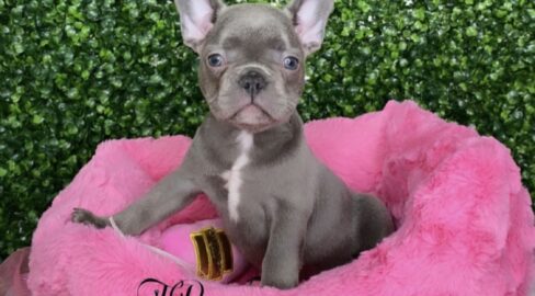 Mini Lilac Frenchie Puppy For Sale