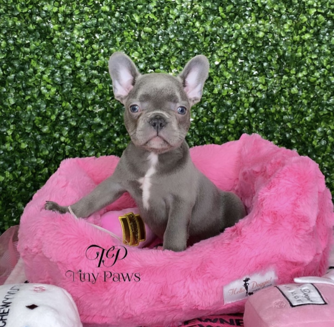 Mini Lilac Frenchie Puppy For Sale
