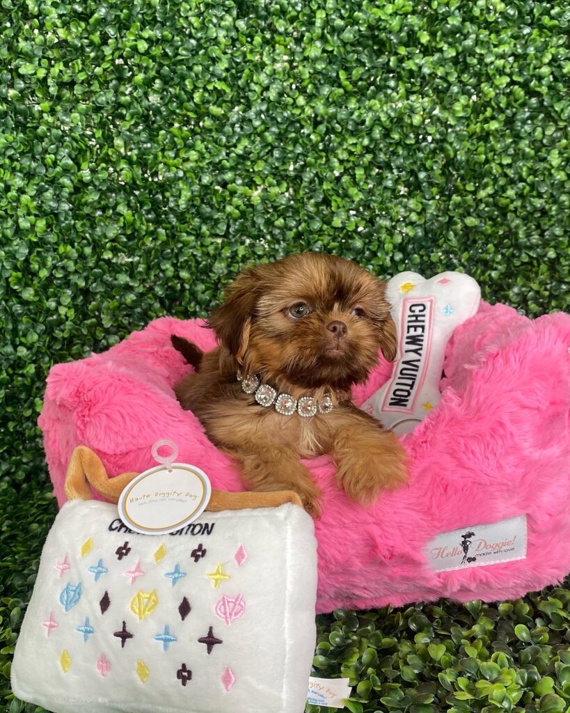 "Moca Tiny Caramel Imperial Shih tzu Puppy For Sale"