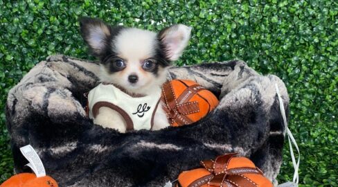 Panda Tiny Apple Head Long Coat Chihuahua Puppy For Sale