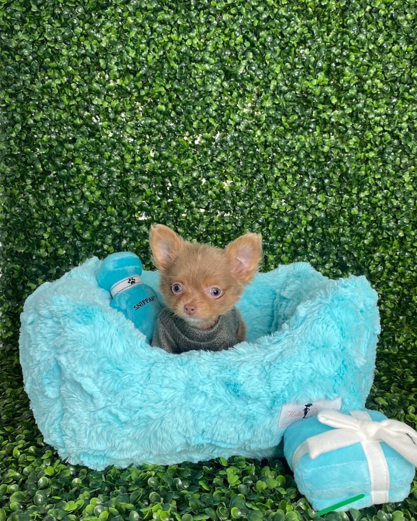 Puncho Rare Isabella Tiny Long Coat Chihuahua With Blue Eyes