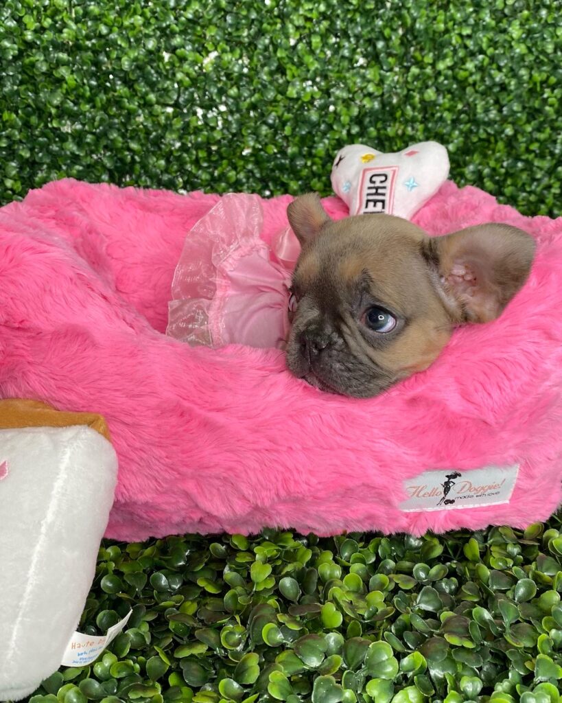 Tiny Blue Fawn Female Frenchie Puppy For Sale