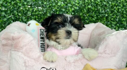 Fendi Tiny Teacup Biewer Puppy For Sale