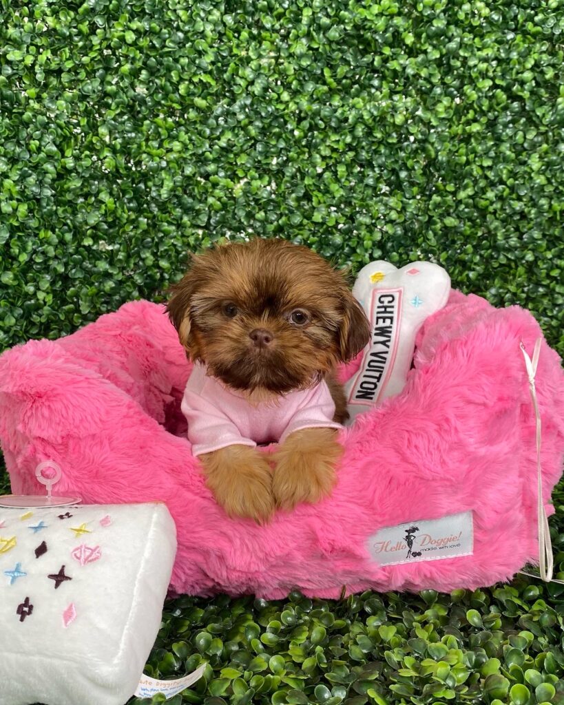 "Moca Tiny Caramel Imperial Shih tzu Puppy For Sale"