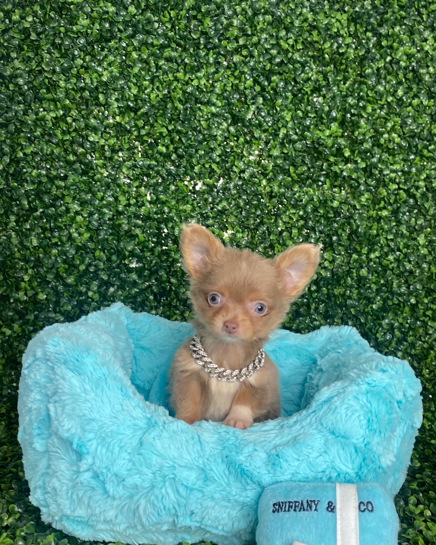 Puncho Rare Isabella Tiny Long Coat Chihuahua With Blue Eyes