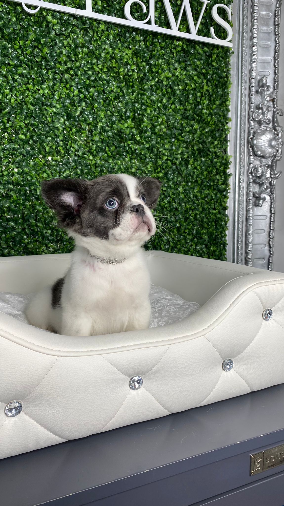 Bugatti Rare Fluffy French Bulldog Puppy For Sale