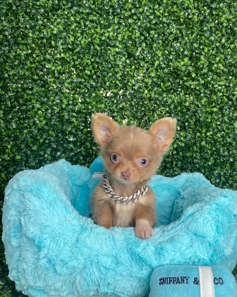 Tiny Apple Head Long Coat Chihuahua Puppy For Sale