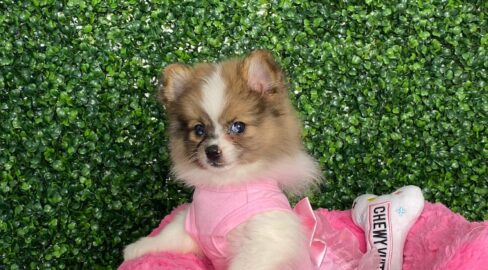 Melody Beautiful Merle Pied Pomeranian Puppy For Sale