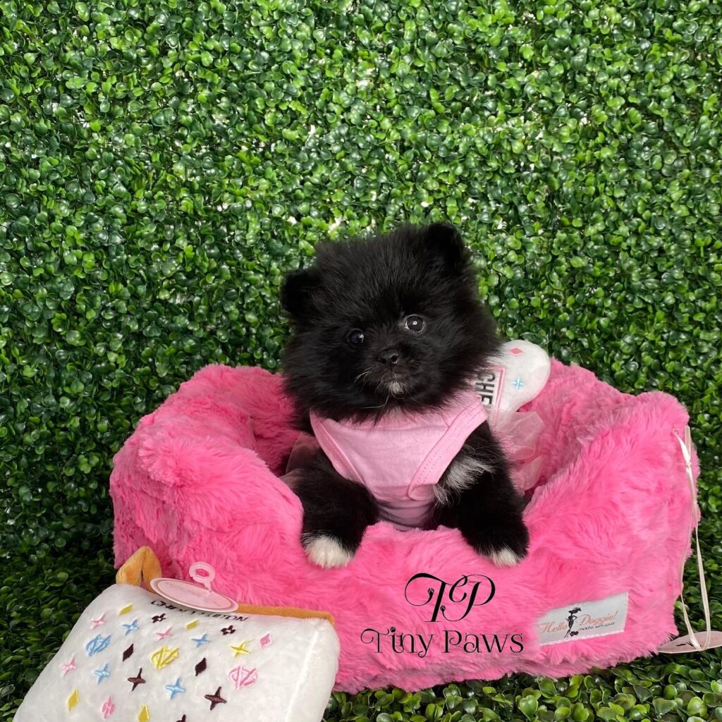 Puca Stunning Black Pomeranian Puppy For Sale