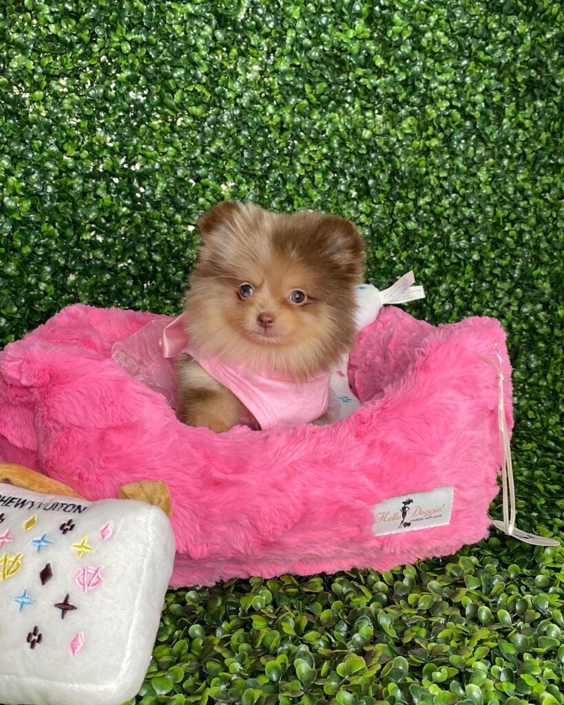 Birkin Tiny Chocolate Merle Pomeranian Puppy For Sale