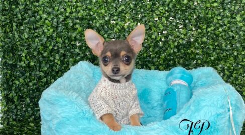 Pepe Tiny Teacup Blue & Tan Chihuahua Puppy For Sale