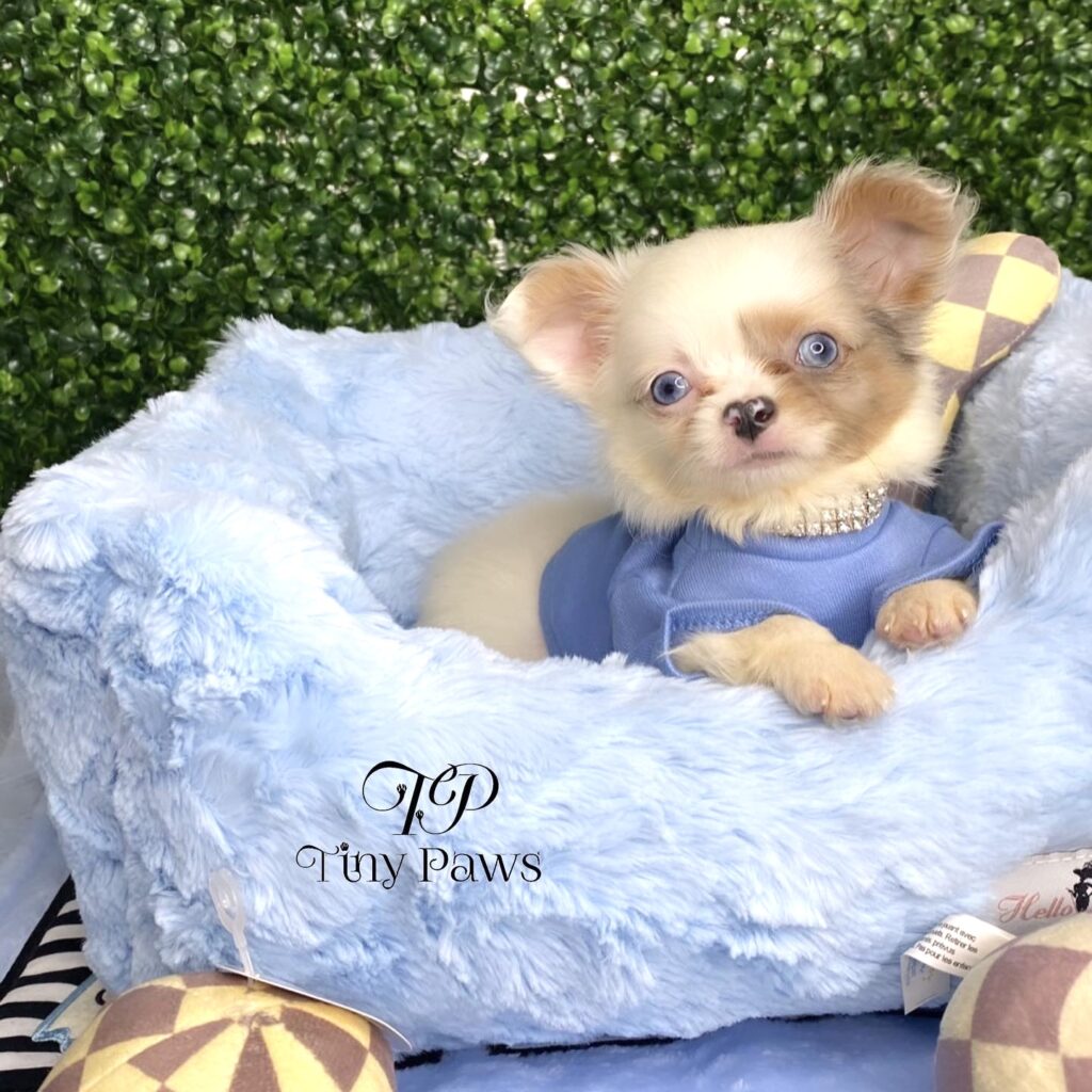 Blue Tiny Teacup Apple Head Long Coat Chihuahua Puppy For Sale