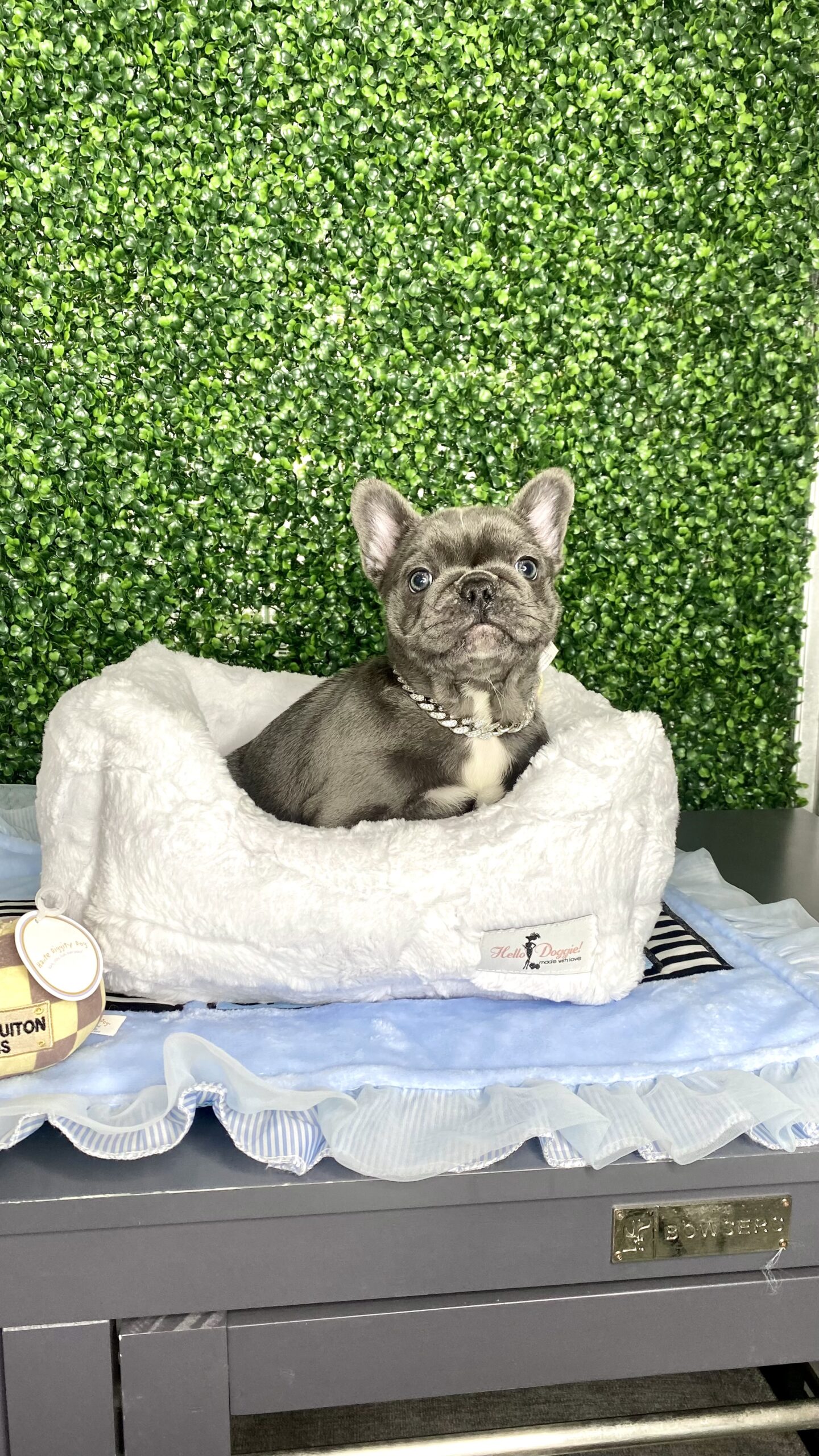 Tiny Blue French Bulldog Puppy For Sale