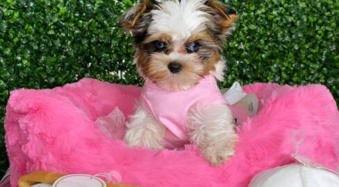 Sparkles Tiny Merle Yorkie Puppy With Blue Eyes