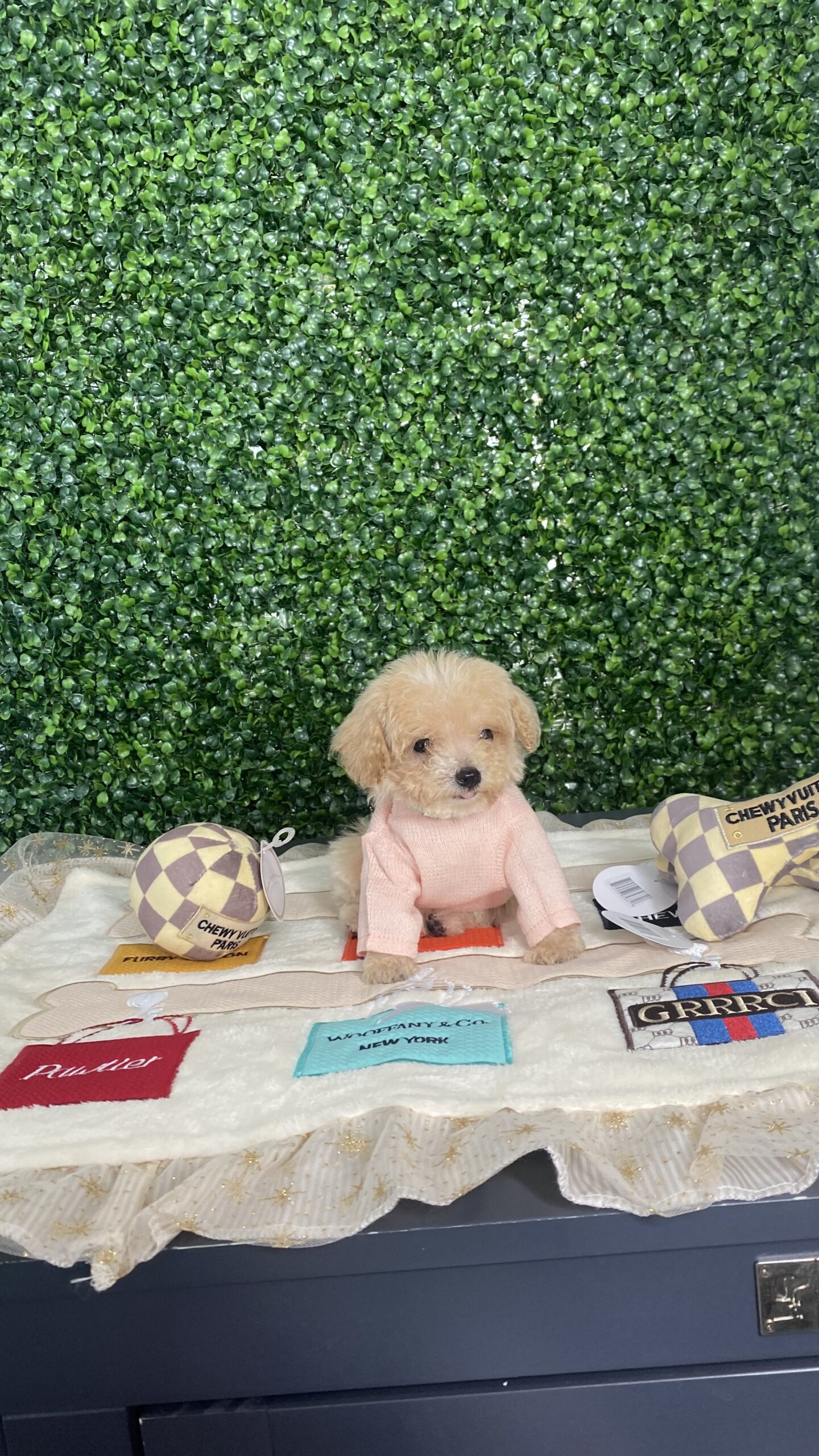 Tiny Apricot poodle Puppy For Sale
