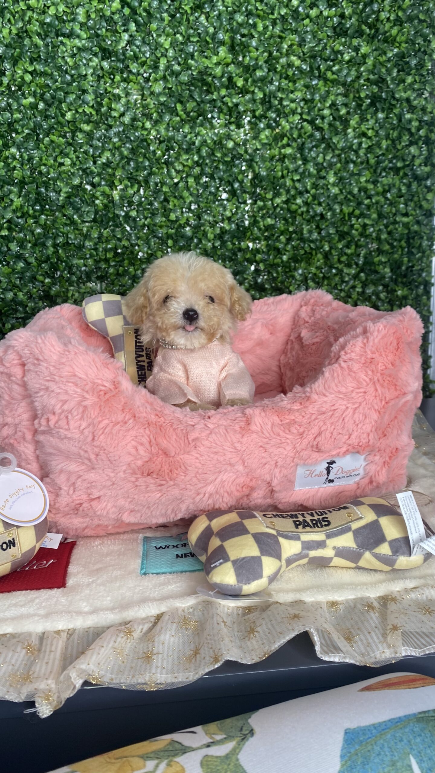 Tiny Apricot poodle Puppy For Sale