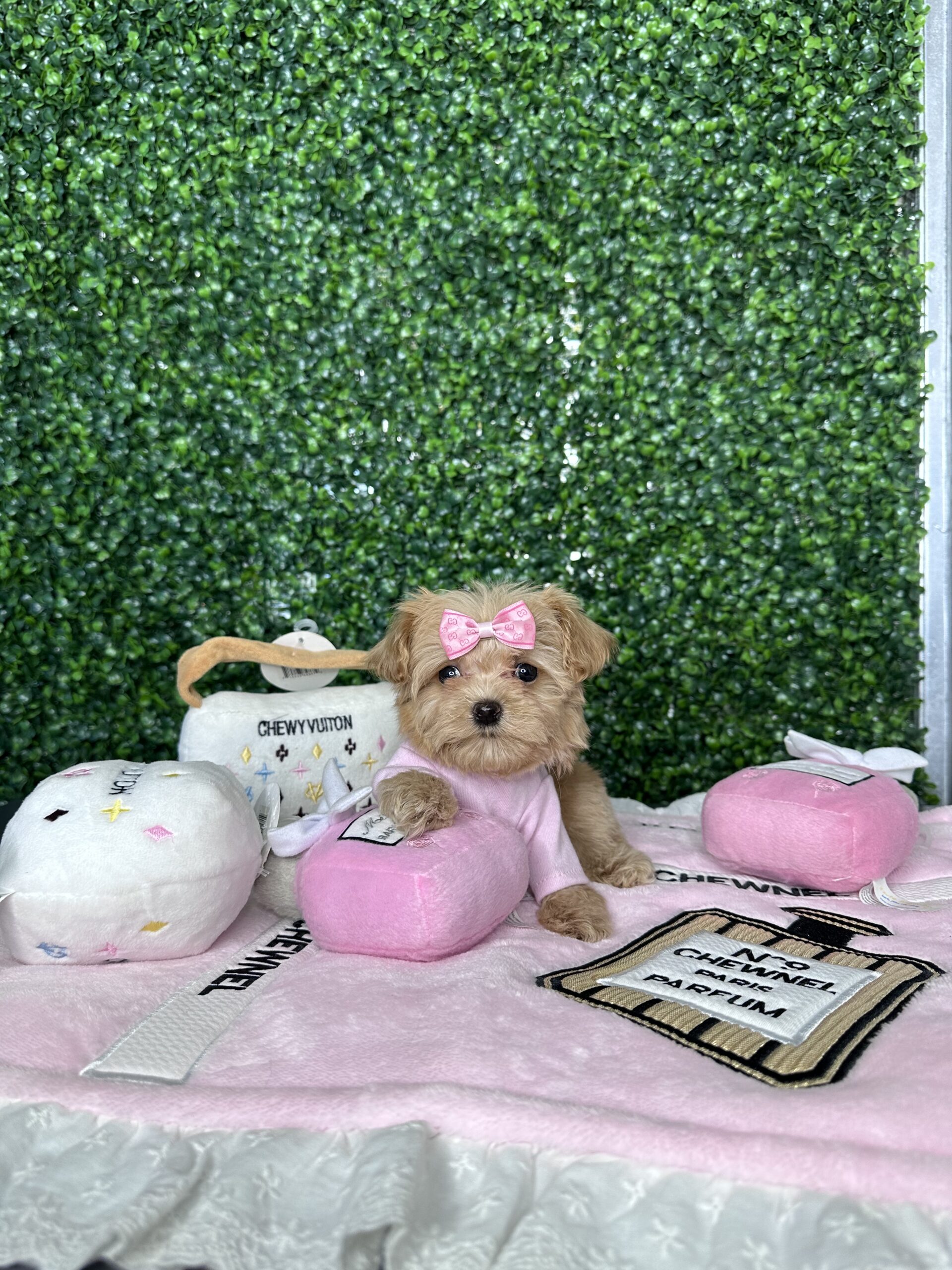 Lolita Adorable Little Maltipoo Puppy For Sale