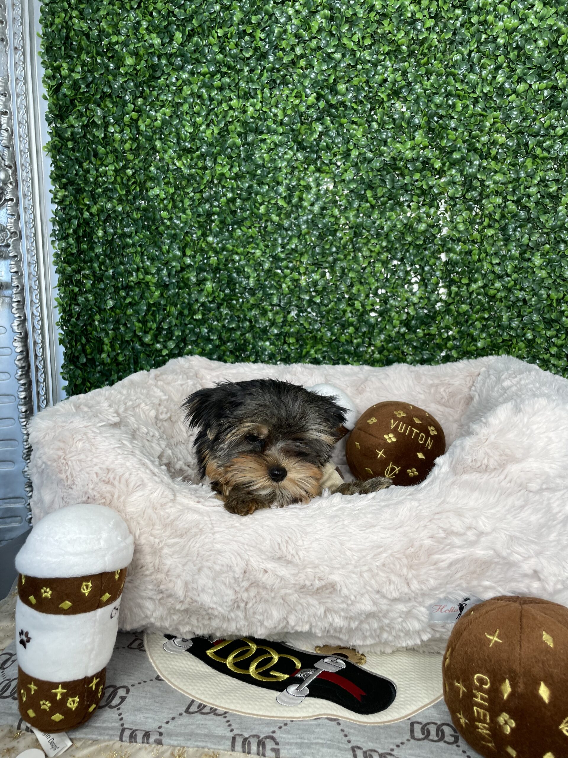 Jack Gorgeous Yorkie Puppy For Sale