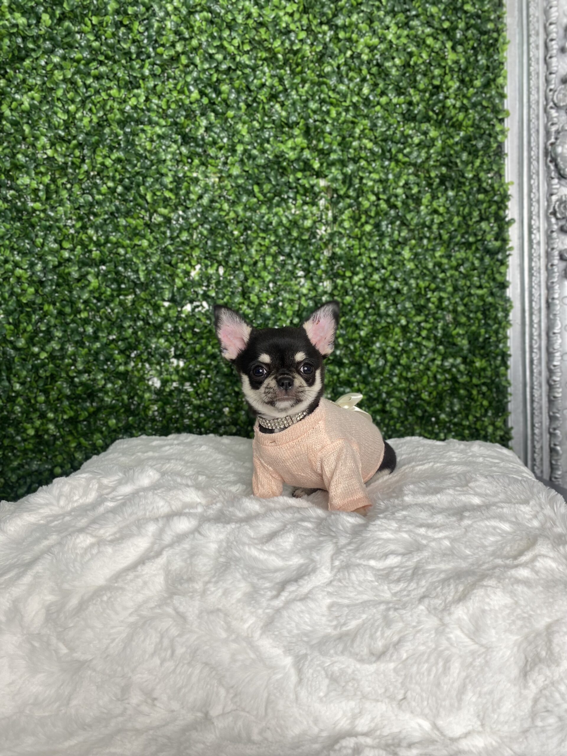 Black Pearl Stunning Applehead Chihuahua Puppy For Sale