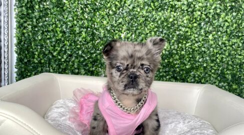 Glorilla Rare Fluffy Frenchie Puppy For Sale