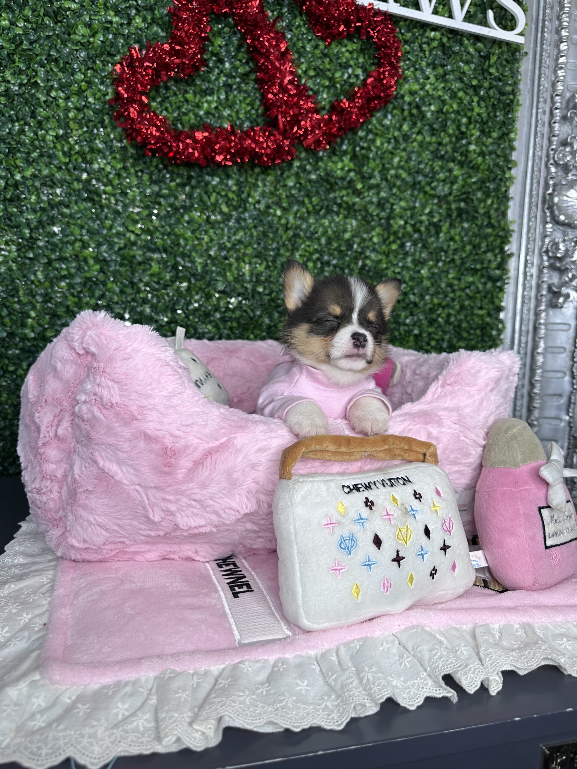 Mila Mini Corgi Puppy For Sale